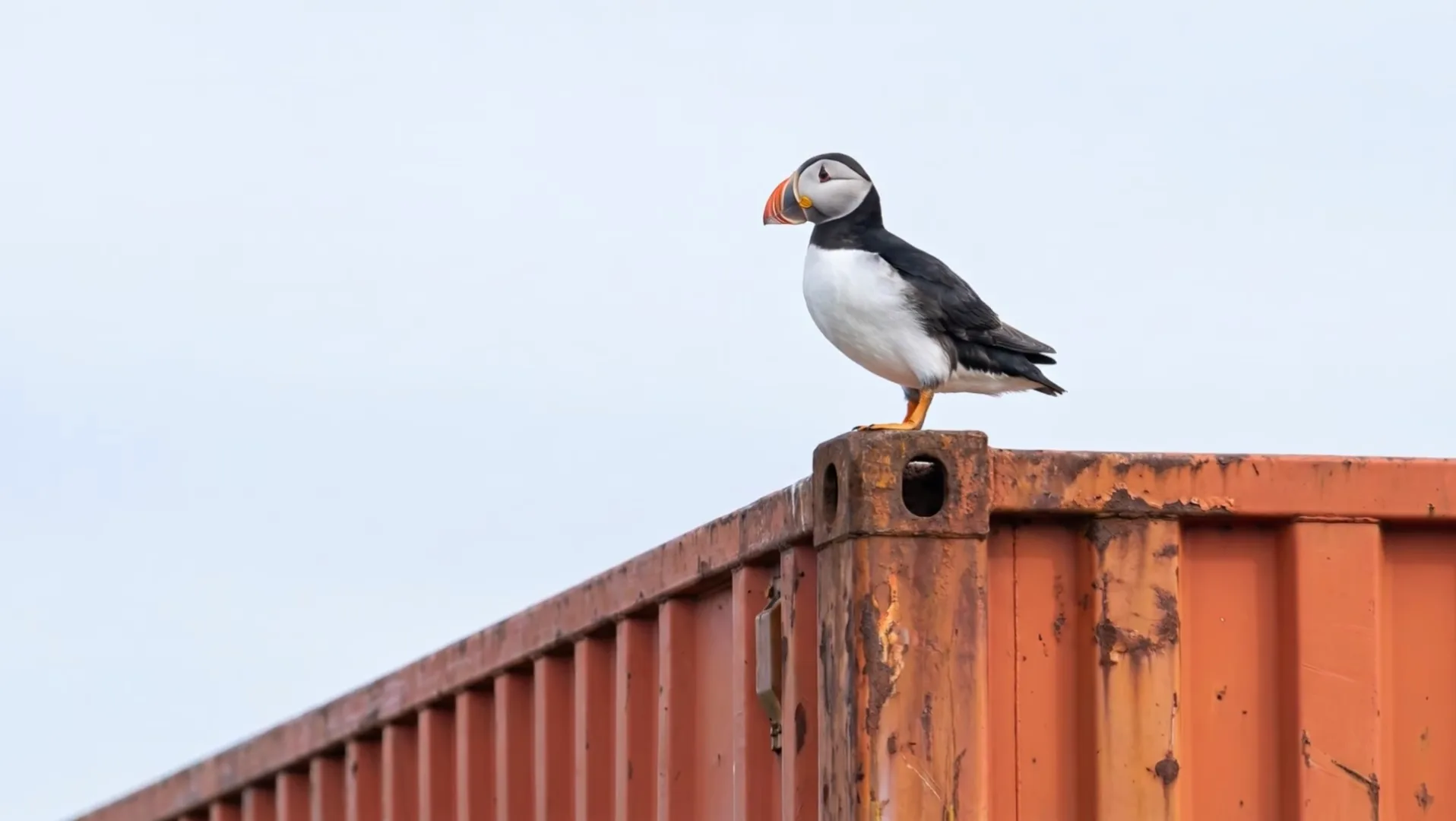 An Atlantic puffin standing on top of a weathered orange shipping container